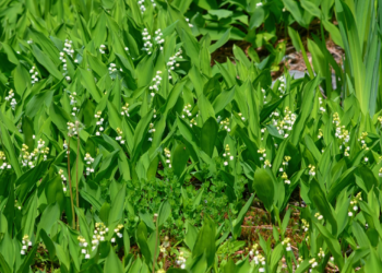 Чем ландыши покорили сердца садоводов