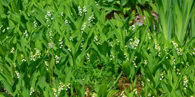 Чем ландыши покорили сердца садоводов