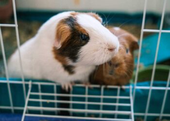 Как обустроить клетку для морской свинки