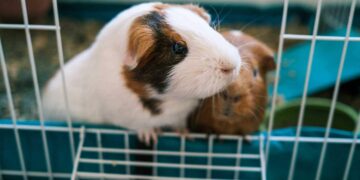 Как обустроить клетку для морской свинки