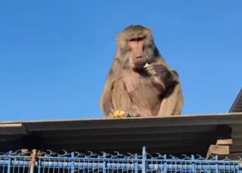 В Ізмаїлі зі станції юних натуралістів втекла мавпа: як закінчилася ця історія?