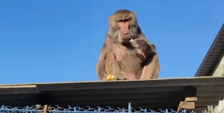В Ізмаїлі зі станції юних натуралістів втекла мавпа: як закінчилася ця історія?