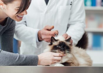 Як організувати оптові постачання ветпрепаратів: рекомендації для магазинів і клінік