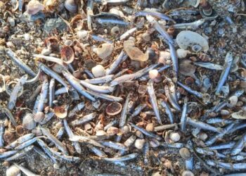 У нацпарку  “Тузлівські лимани” на узбережжя викинуло майже 4 тонни молодих анчоусів