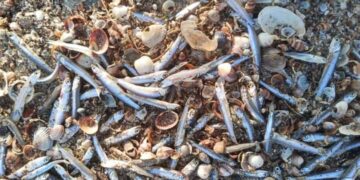 У нацпарку  “Тузлівські лимани” на узбережжя викинуло майже 4 тонни молодих анчоусів