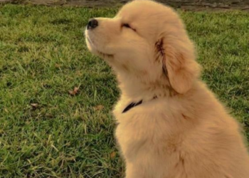 Гельминты у собак: защита, симптомы и лечение