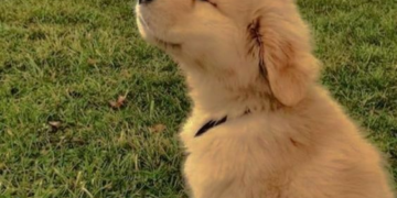 Гельминты у собак: защита, симптомы и лечение