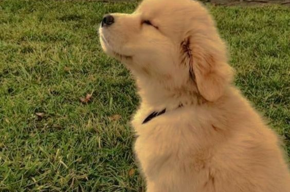 Гельминты у собак: защита, симптомы и лечение