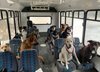 Новые правила перевозки домашних животных: что необходимо знать » Новости Одессы |