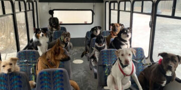 Новые правила перевозки домашних животных: что необходимо знать » Новости Одессы |