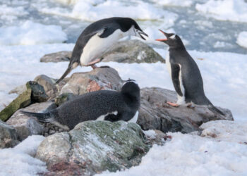 Поблизу станції «Академік Вернадський» цьогоріч народилися вже 1200 пінгвінят