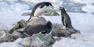 Поблизу станції «Академік Вернадський» цьогоріч народилися вже 1200 пінгвінят