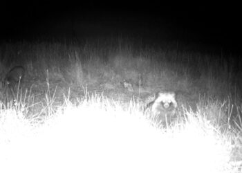 В степах Бессарабії фотопастка вперше зафіксувала рідкісну тварину (Фото)