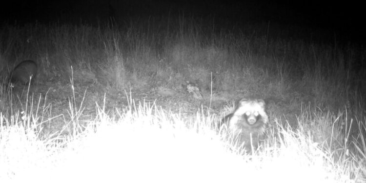 В степах Бессарабії фотопастка вперше зафіксувала рідкісну тварину (Фото)