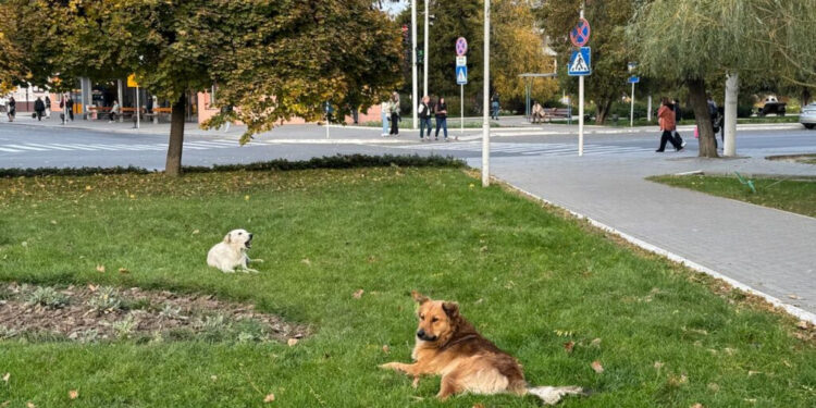 В Ізмаїлі у 2026 році стерилізують 500 безпритульних собак за кошти міського бюджету