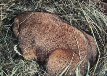 Коли в Україну прийде весна — прогноз бабака Тимка