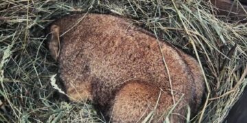 Коли в Україну прийде весна — прогноз бабака Тимка