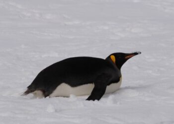 Біля станції «Академік Вернадський» помітили королівського пінгвіна