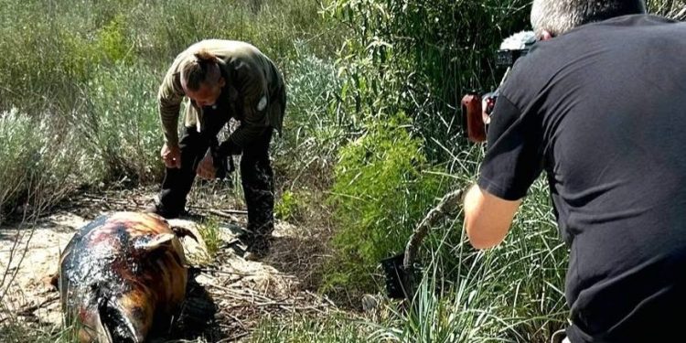 Німецькі журналісти відвідали Тузлівські лимани через екологічні наслідки війни — Главные Одесские новости онлайн. Последние новости Одессы за сегодня