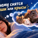 К чему снятся миши